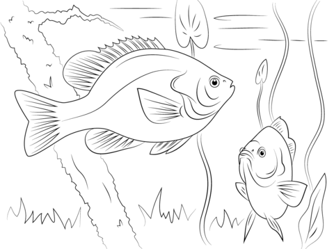 Redear Sunfish Coloring Page